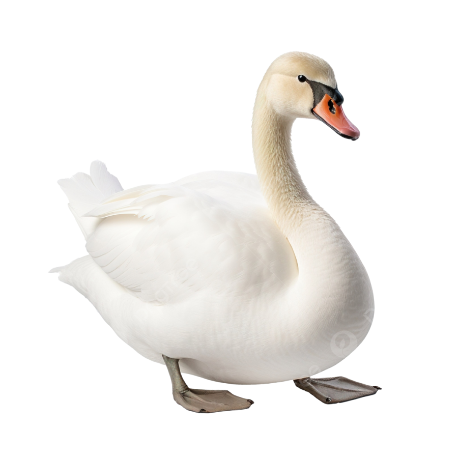 a white swan standing on its hinds