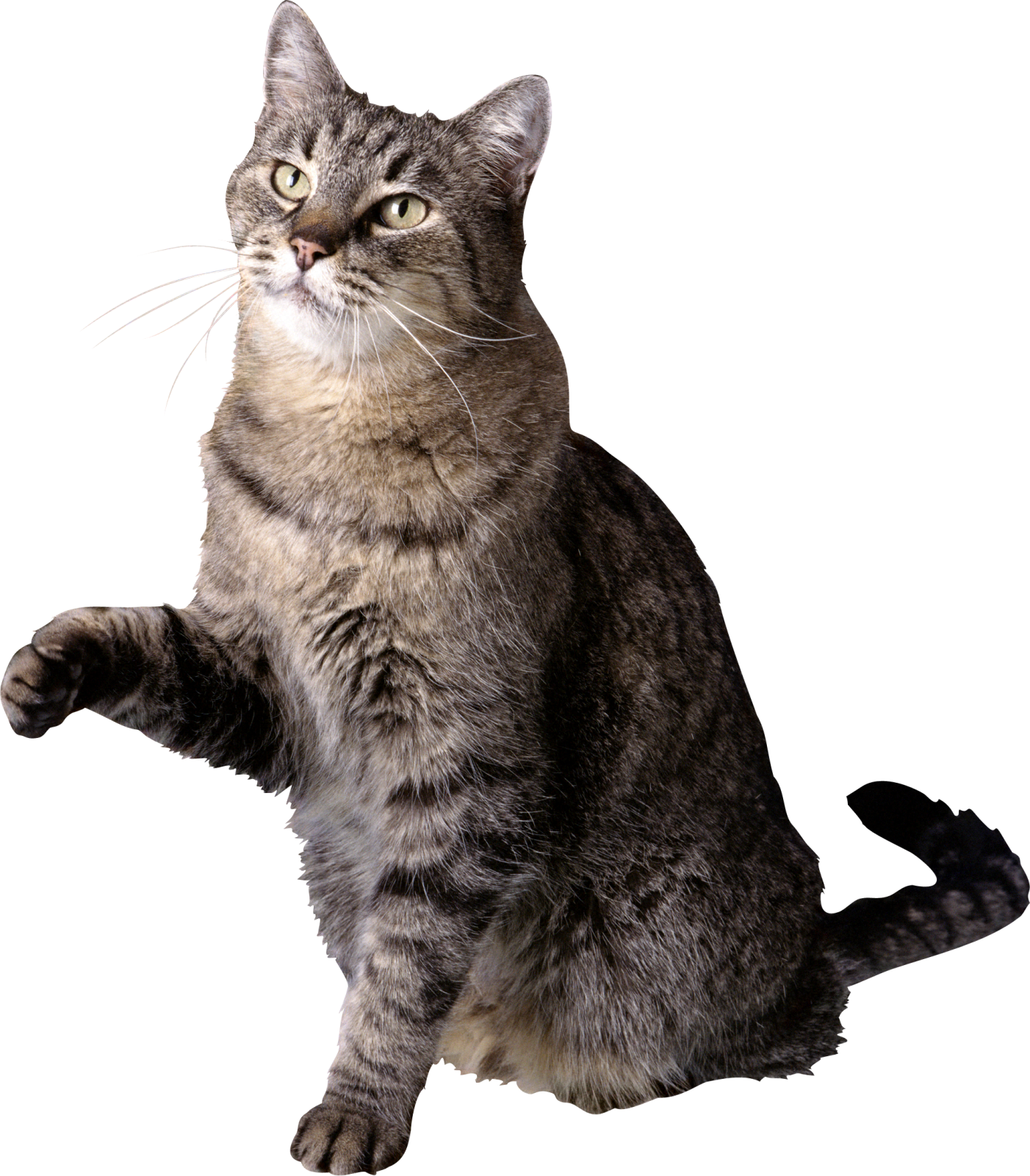 a gray cat sitting on its hinds