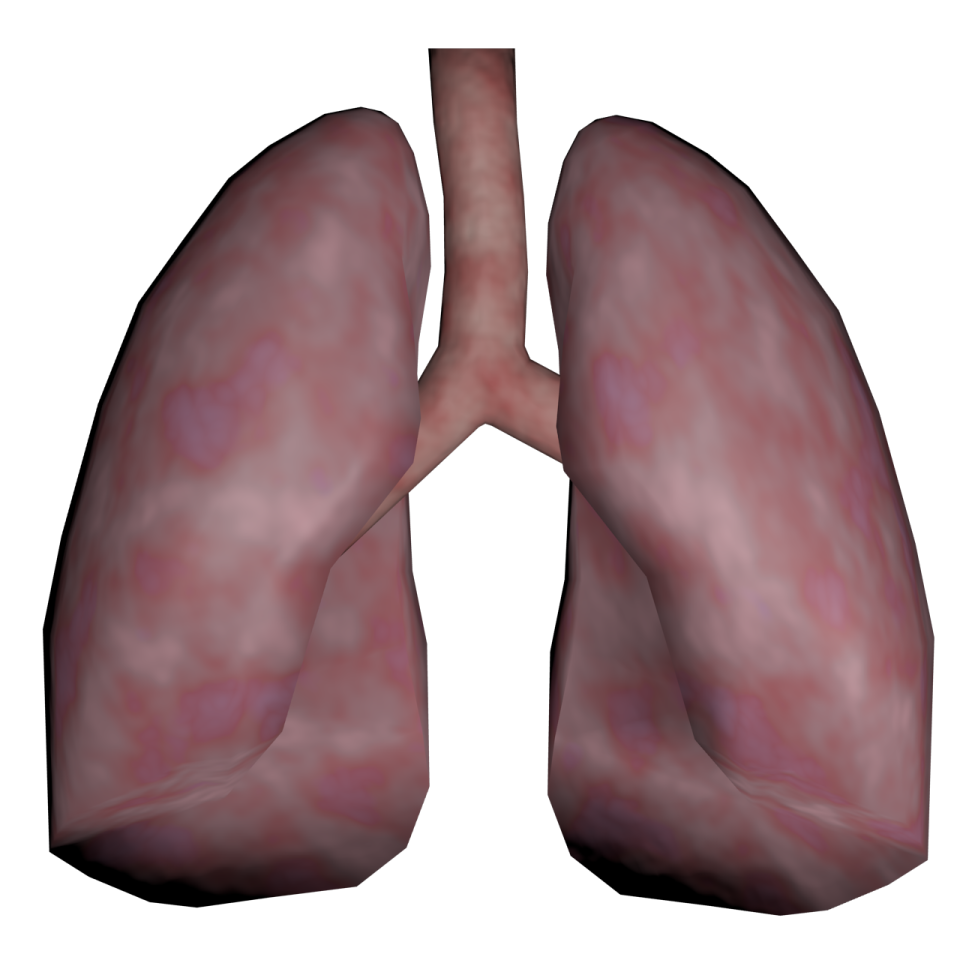 an image of the lungs