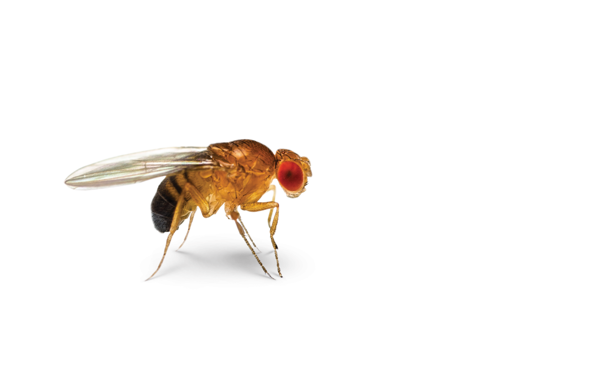 a bee on a white background