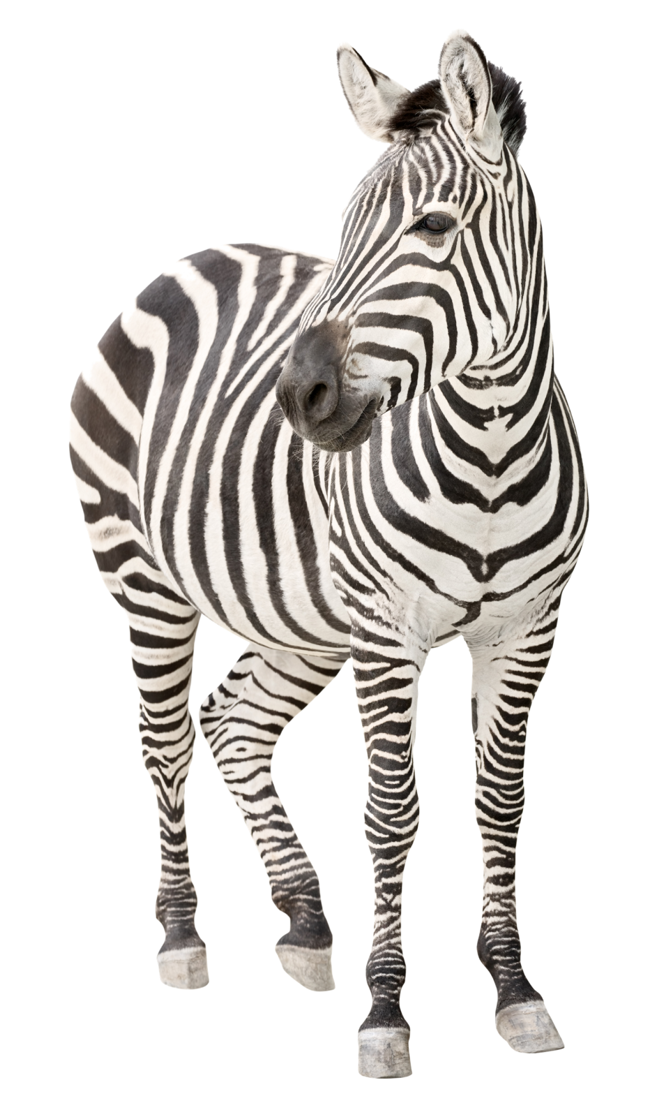a zebra standing up against a white background