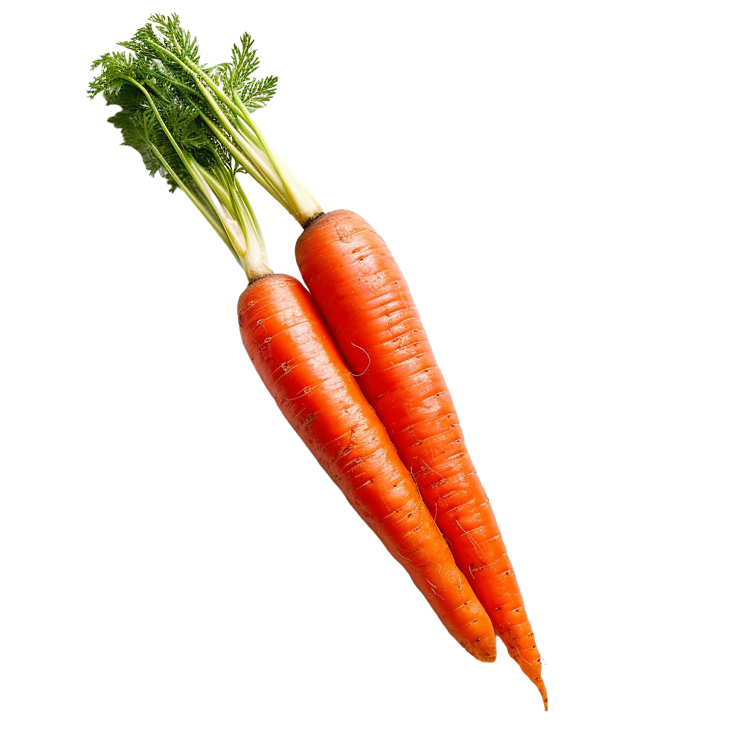 two carrots on a white background
