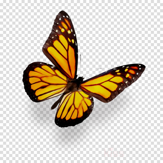 a monarch butterfly on a transparent background