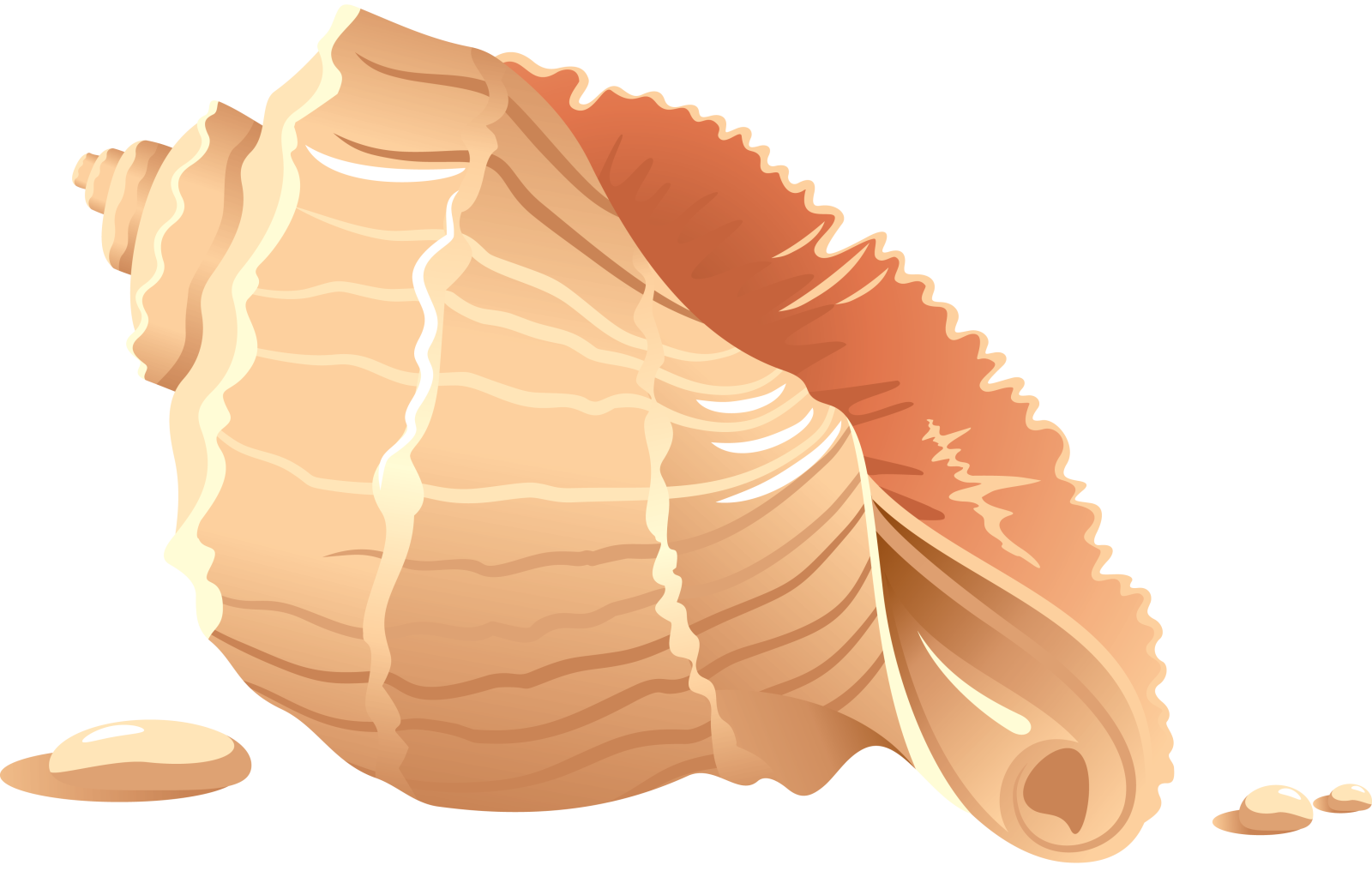 a piece of bread on a white background