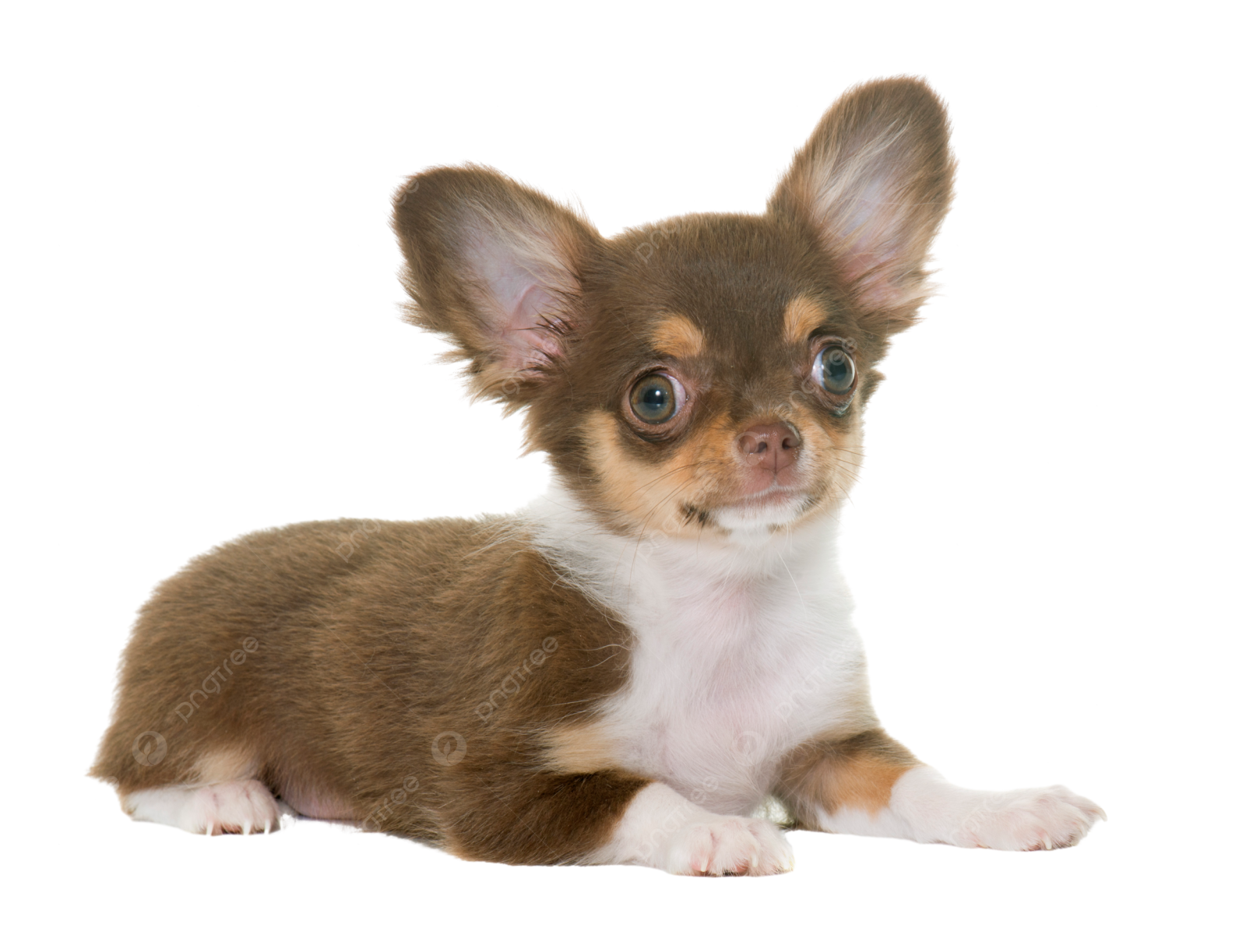 a small brown and white dog laying down