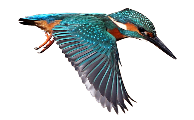 a bird that is flying in the air