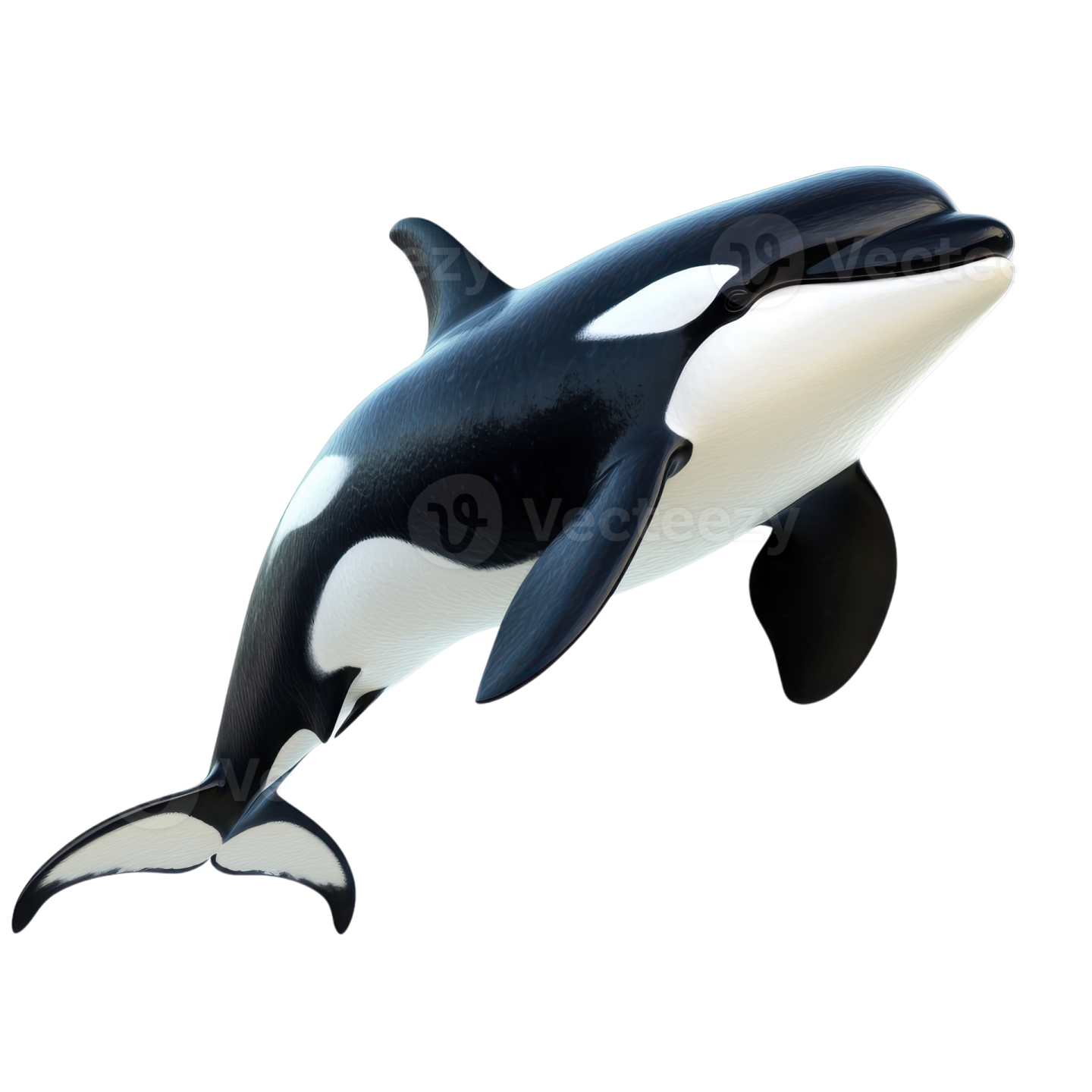 an orca jumping in the air on a white background