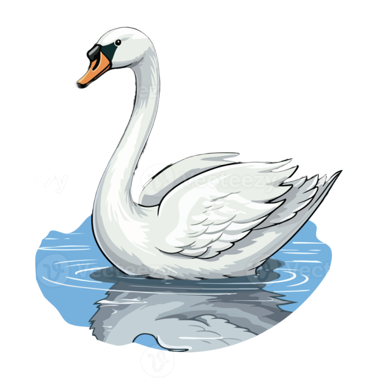 a white swan swimming in the water