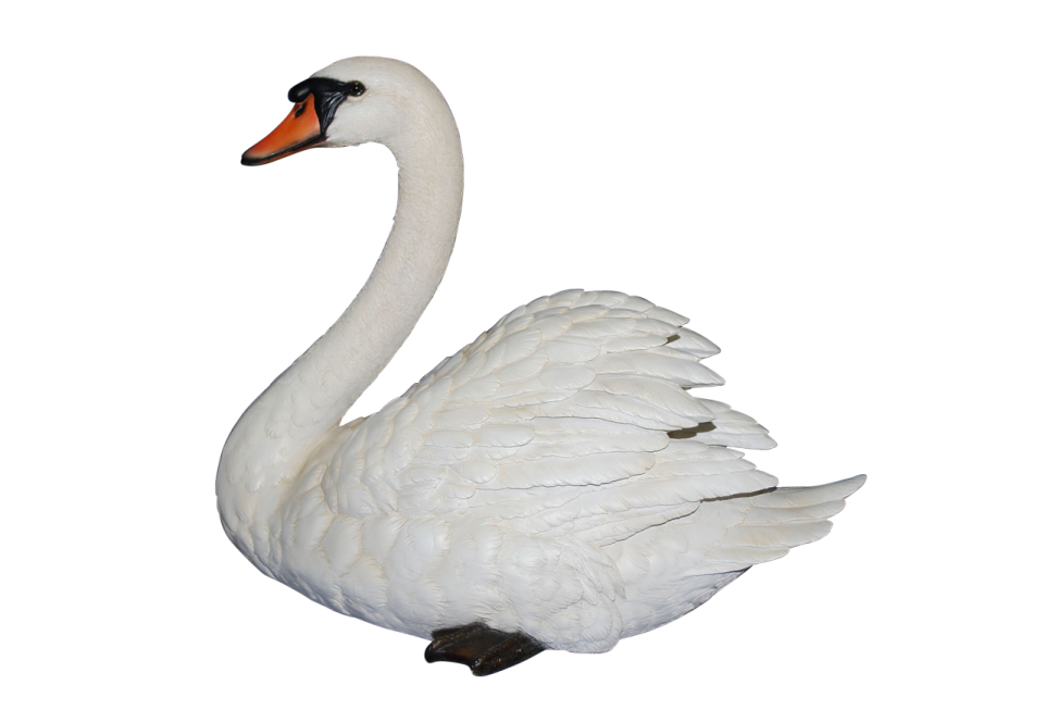 a large white swan