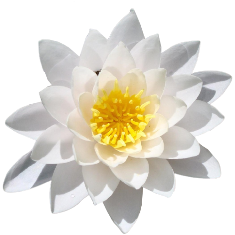 a white water lily flower with yellow center