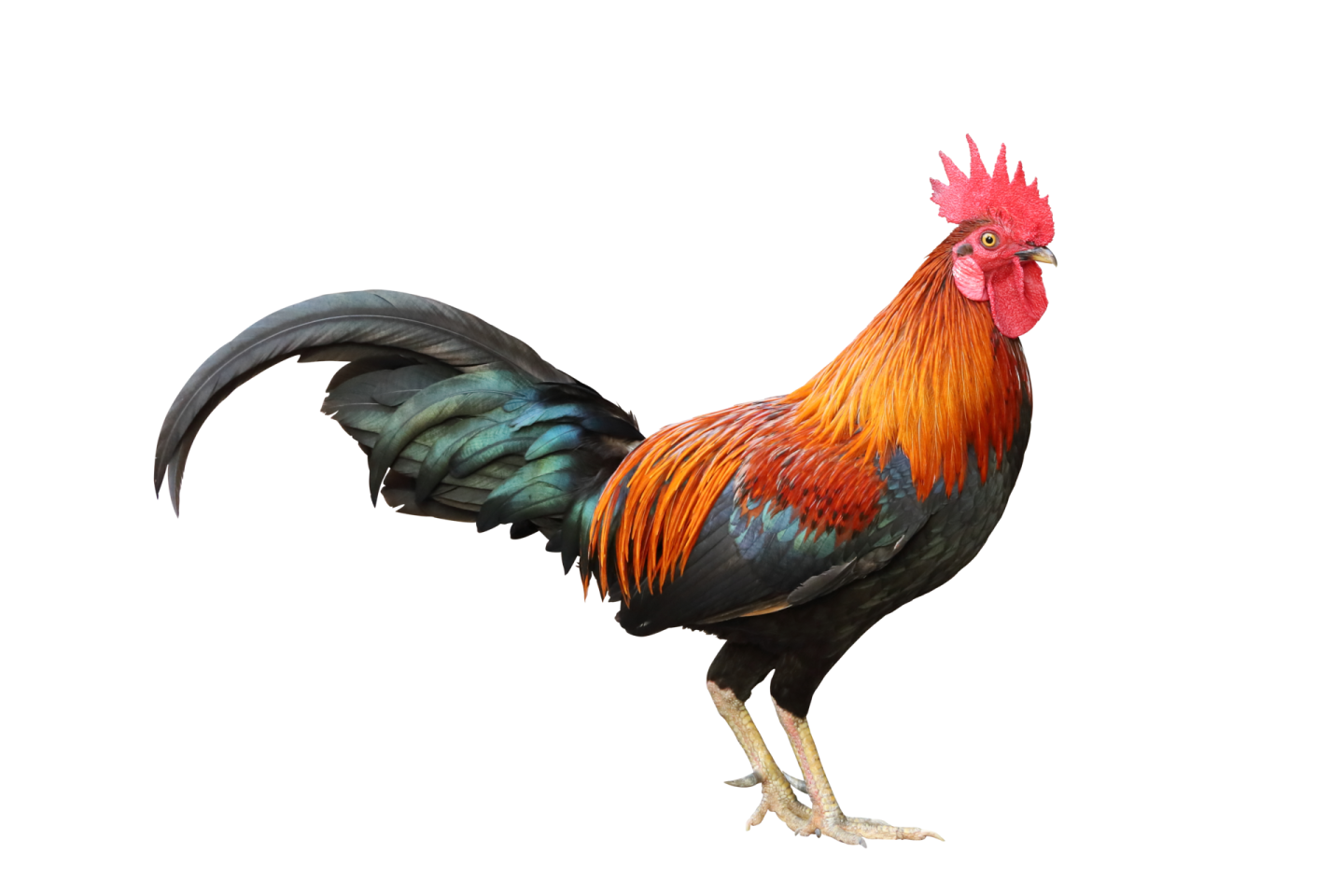 a rooster standing on top of a white surface