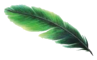 a green feather on a white background
