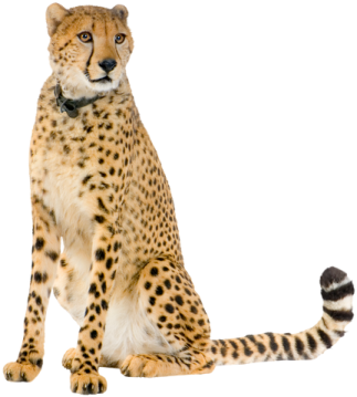 a che spotted cat sitting on its hind