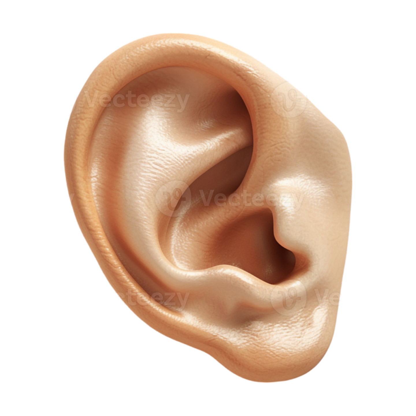 a close up view of the inside of an ear