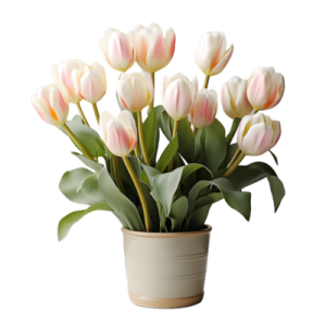 a small pot filled with white and pink tulips