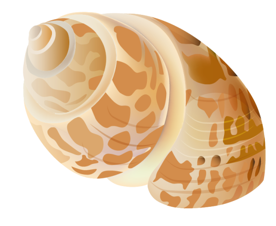a close up of a snail's shell