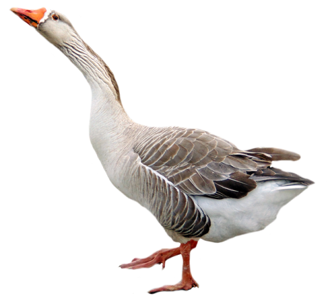 a goose is walking on a white surface