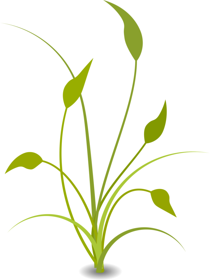 a plant with green leaves on it