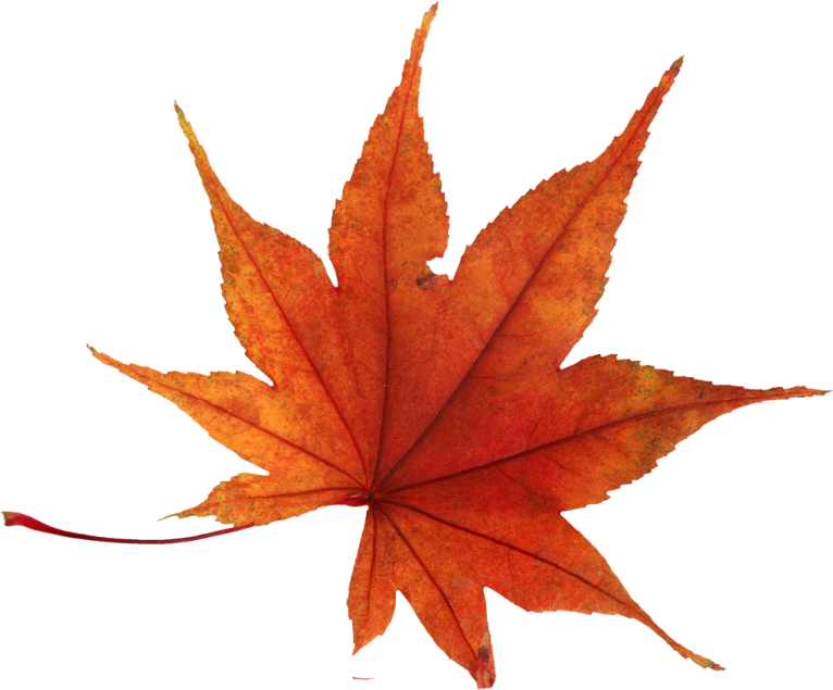 a red maple leaf on white background