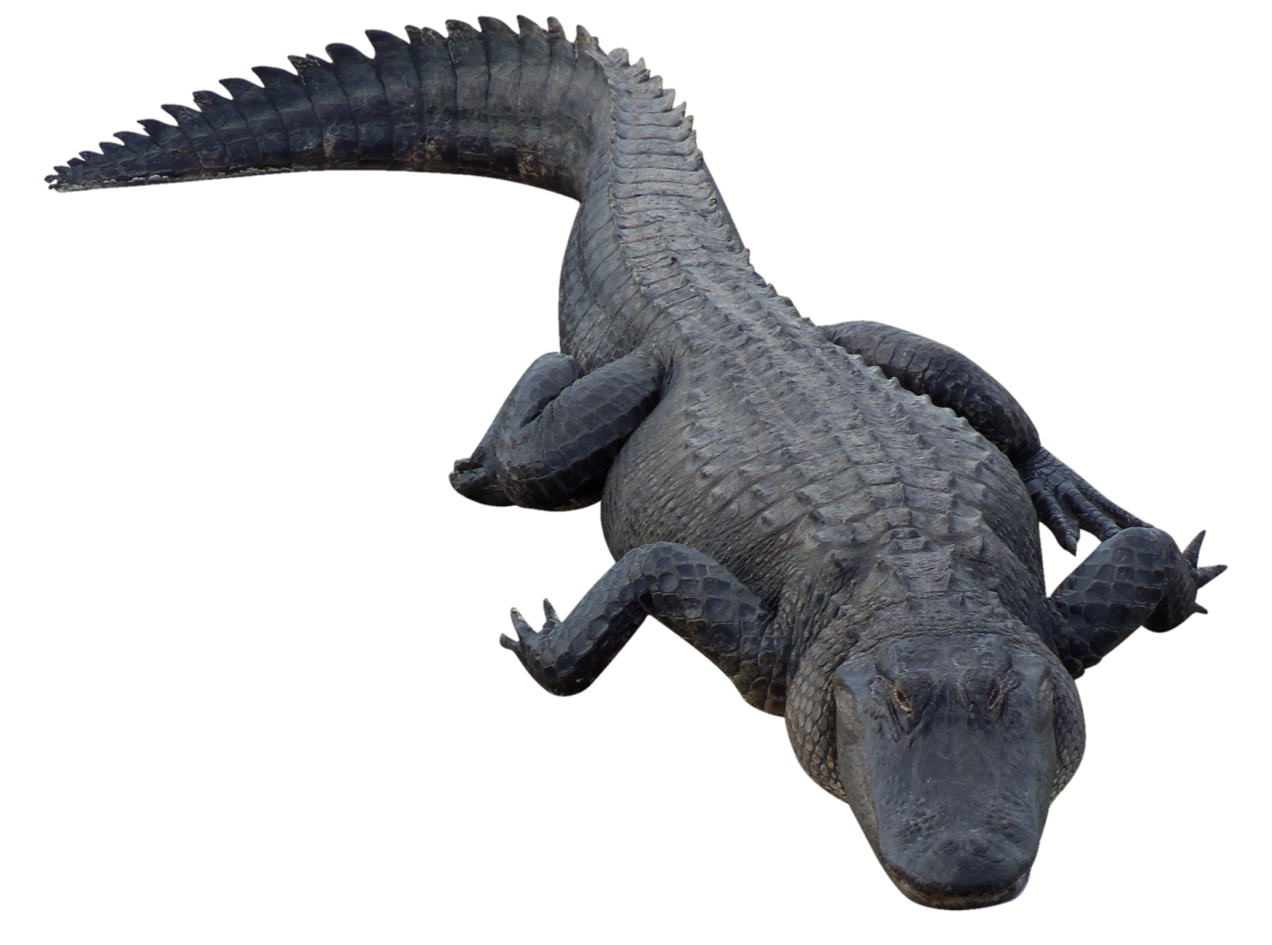 an alligator statue on a white background