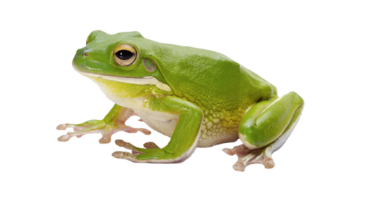 a green frog sitting on top of a white surface