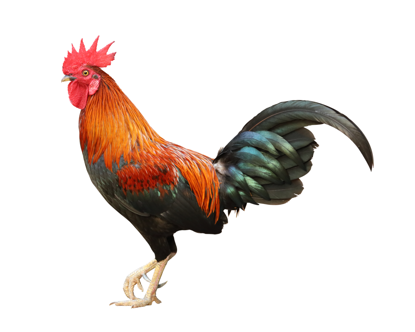 a black and red rooster standing on a white background