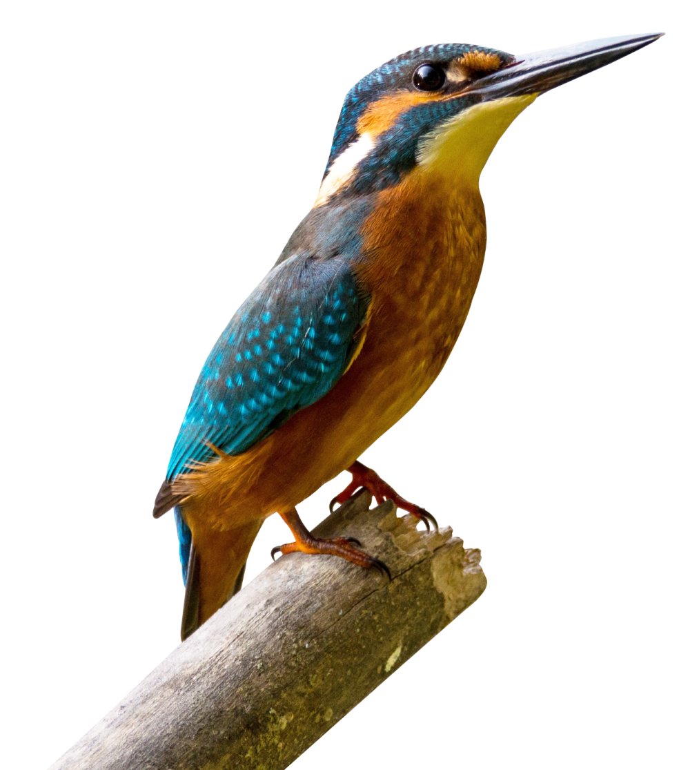 a colorful bird perched on a branch of a tree