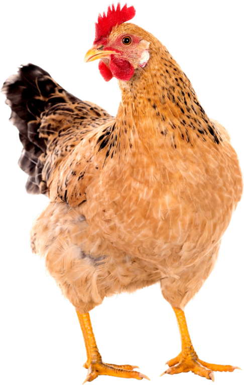 a close up of a chicken on a white background