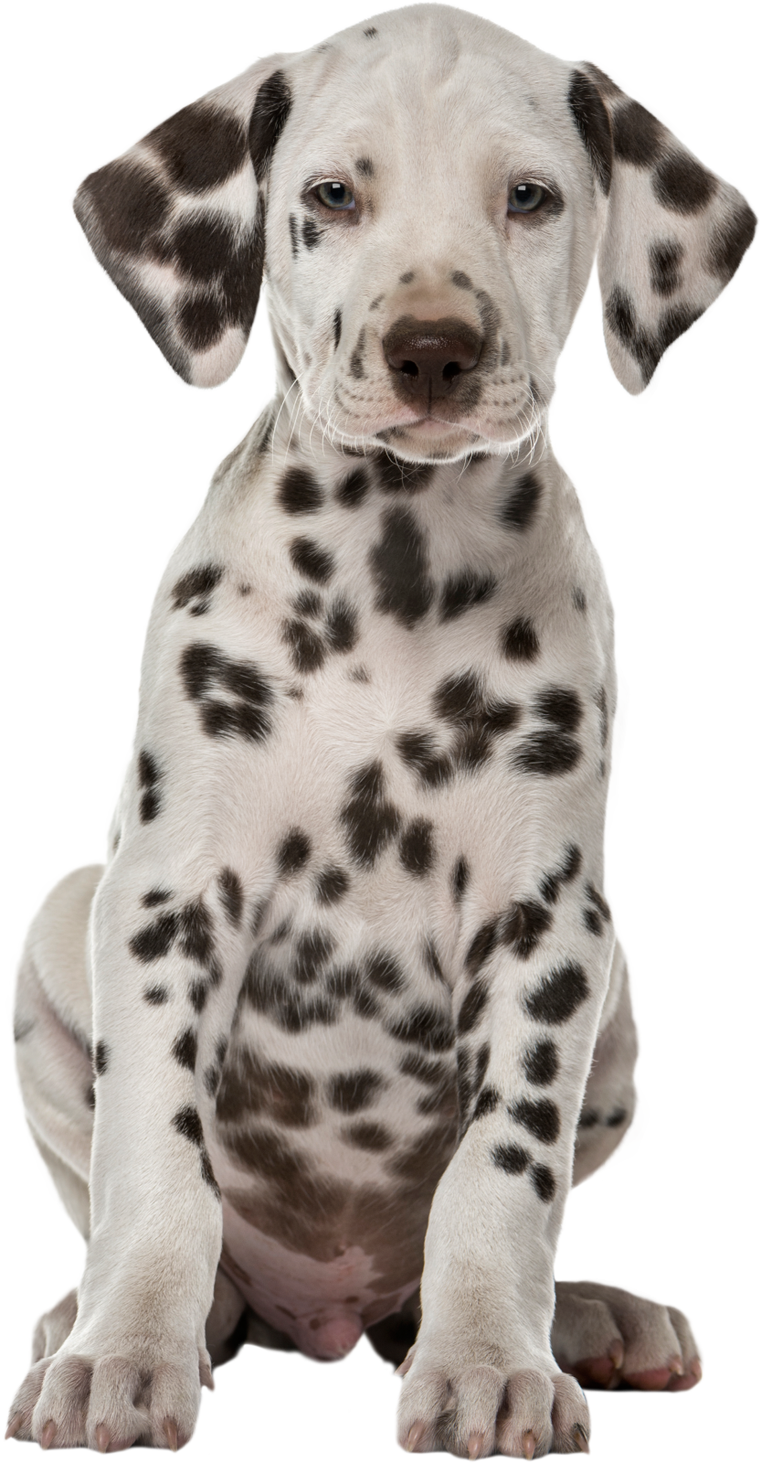 a white and black puppy sitting down
