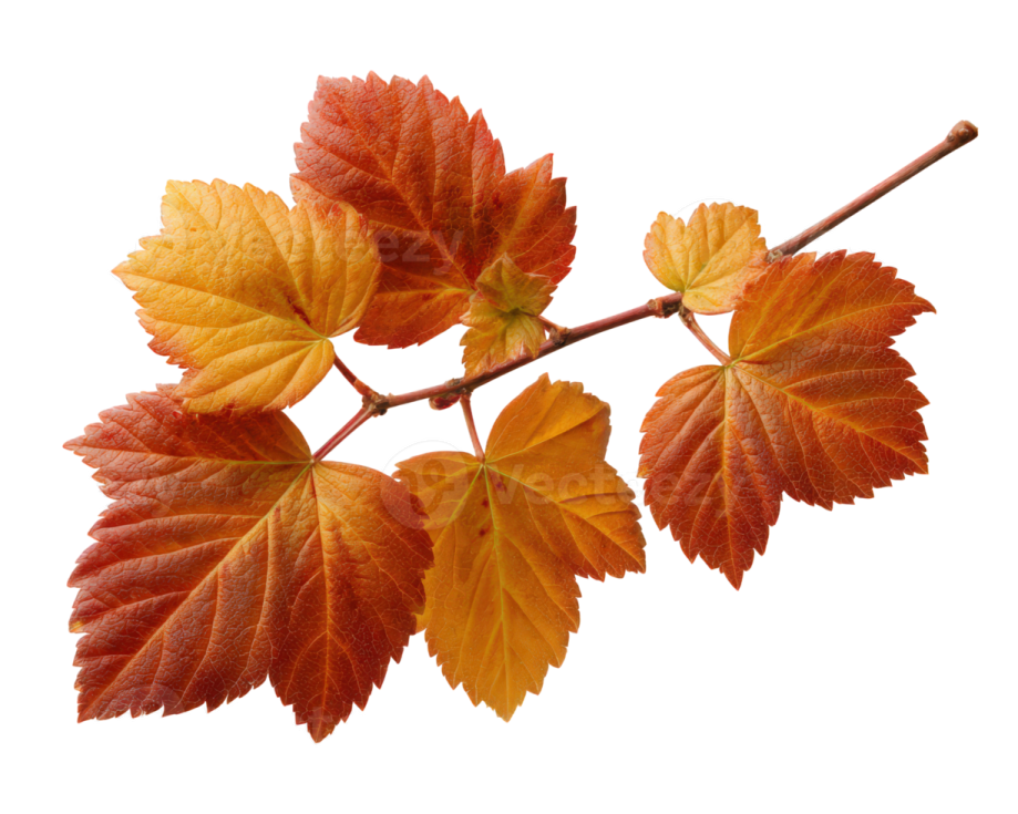 a branch with yellow and red leaves on it