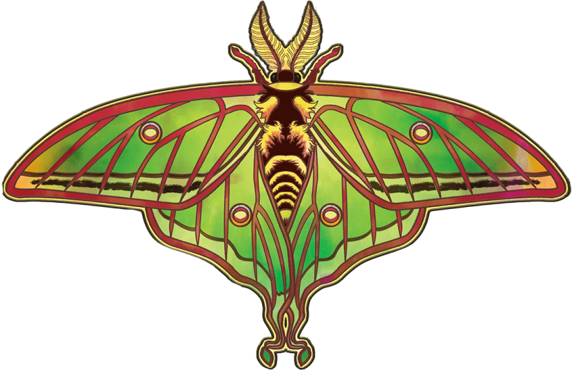 a green moth with red and yellow wings
