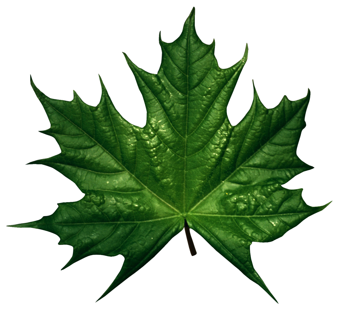 a green leaf on a white background