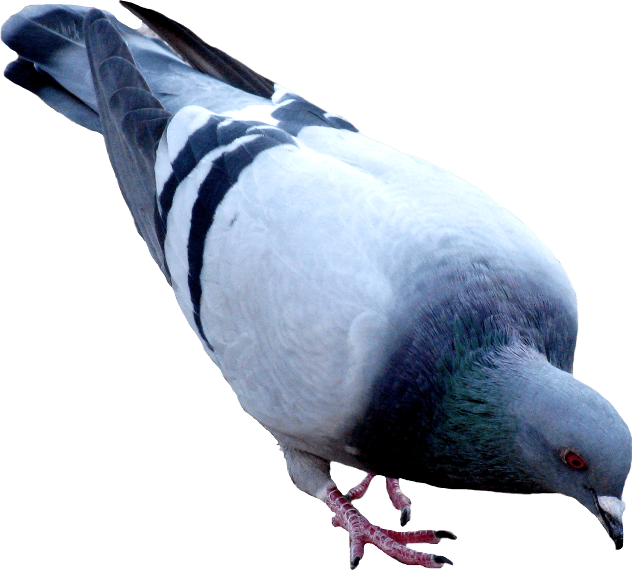a pigeon standing on a white surface