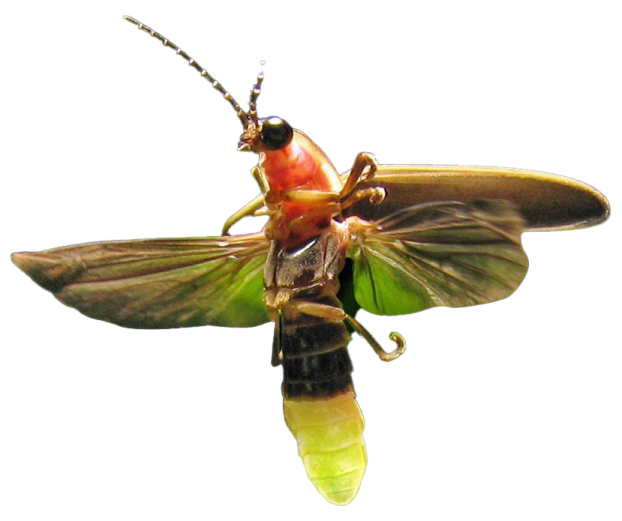 a close up of a green and red insect