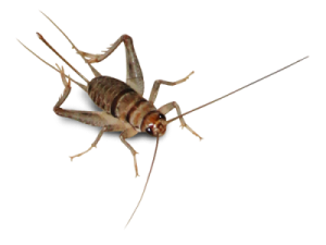 a close up of a cricket on a white background