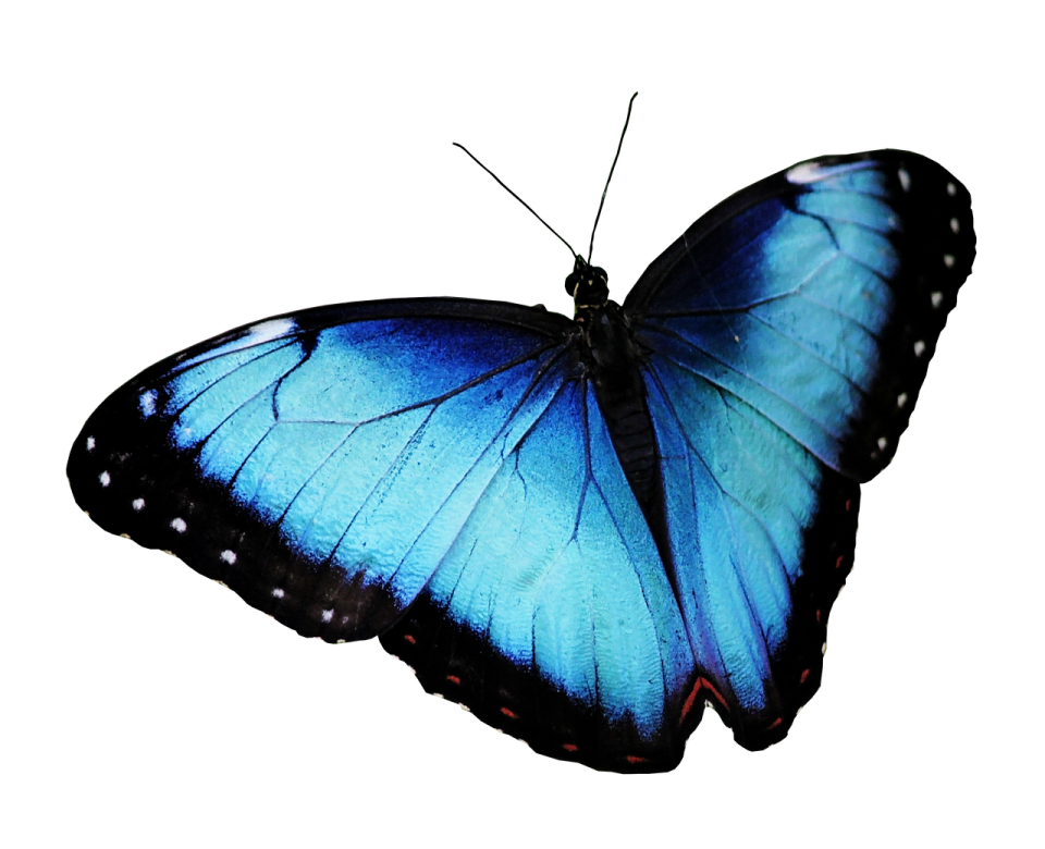 a blue butterfly on a white background