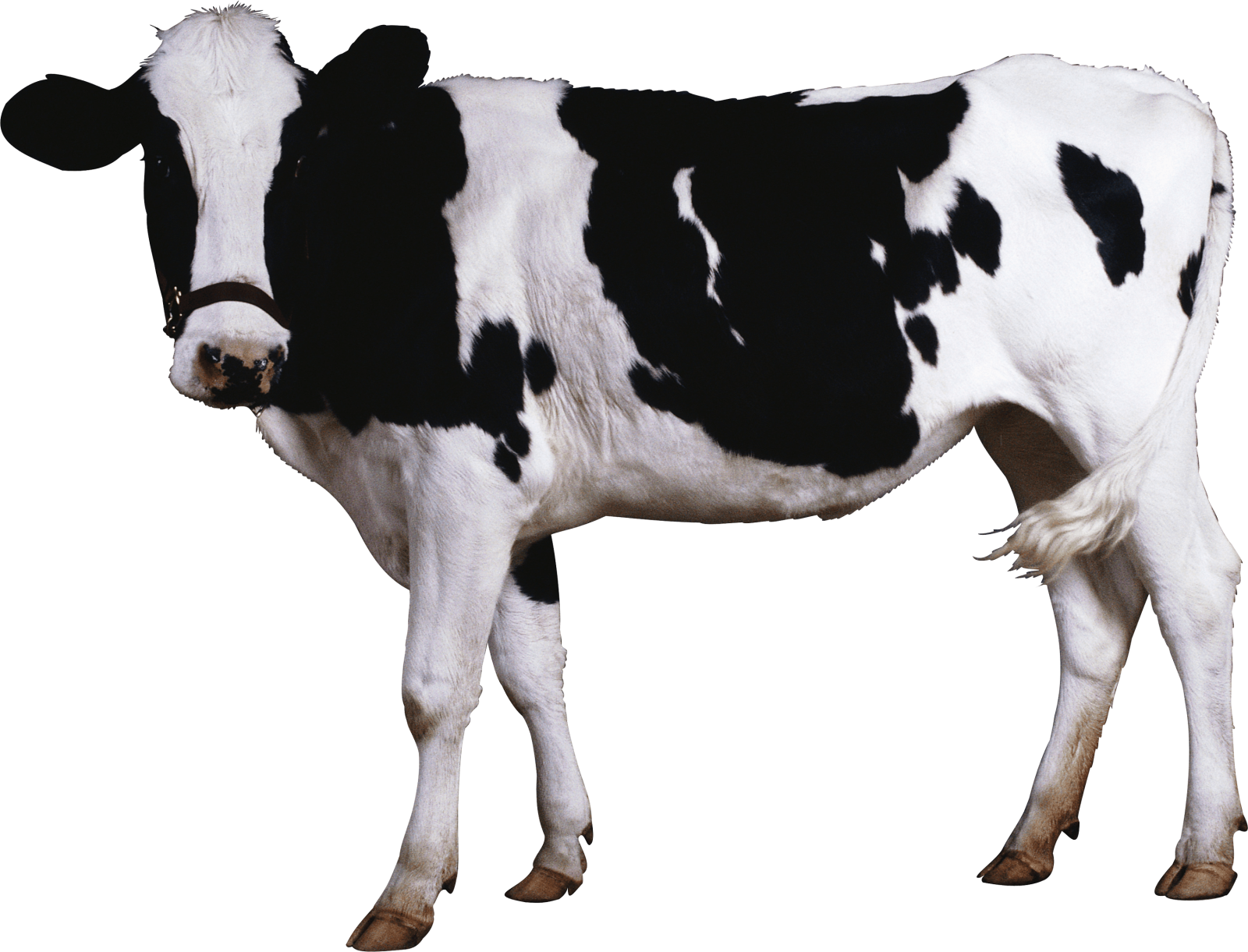 a black and white cow standing in front of a white background