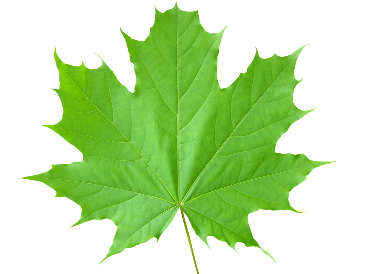 a green leaf on a white background