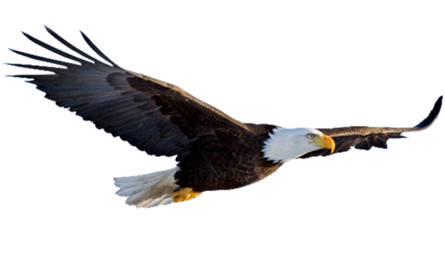 an eagle flying in the sky