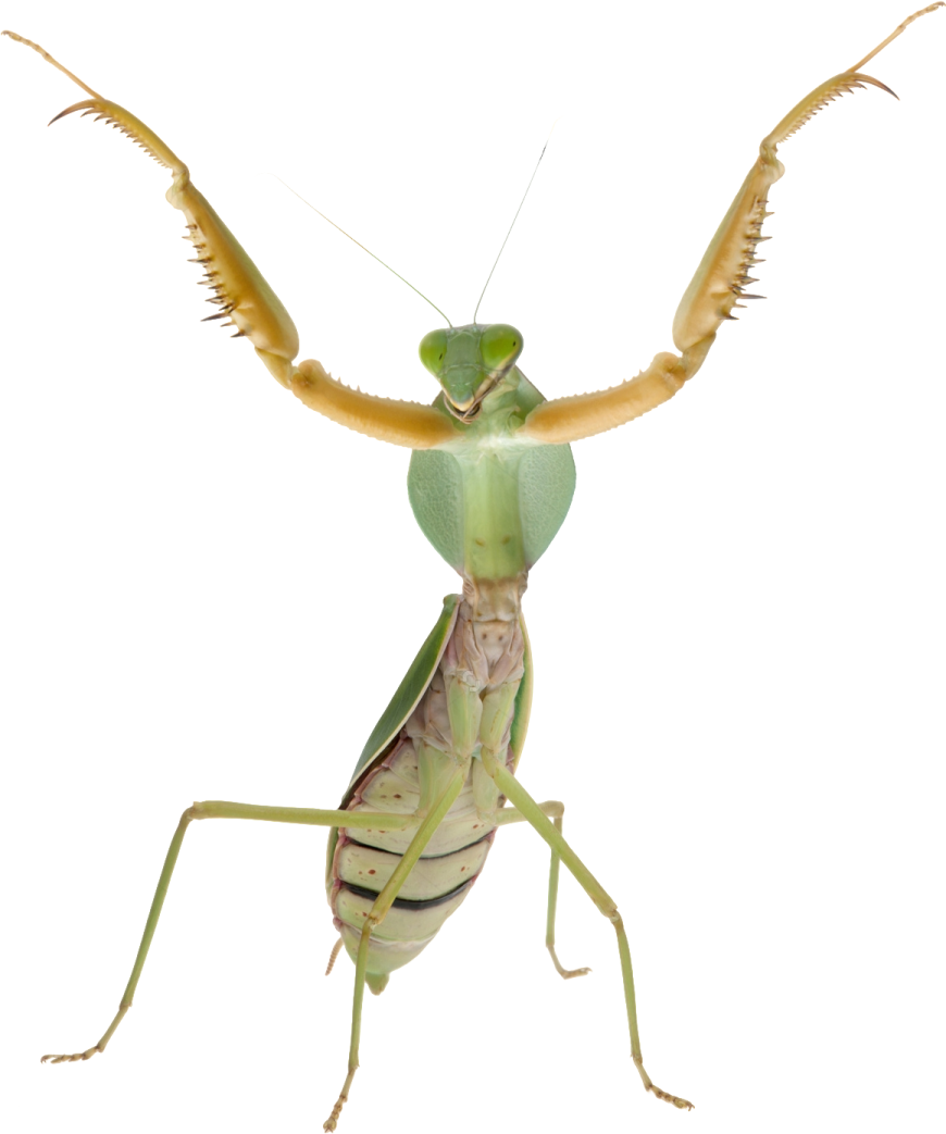 a praying mantis on a white background