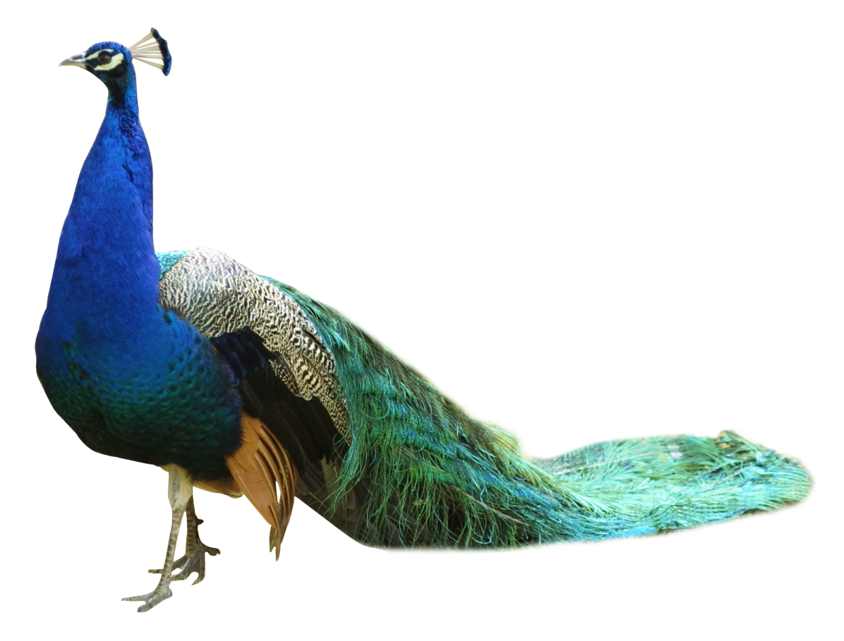 a peacock with its feathers spread out