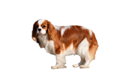 a brown and white dog standing on a white background