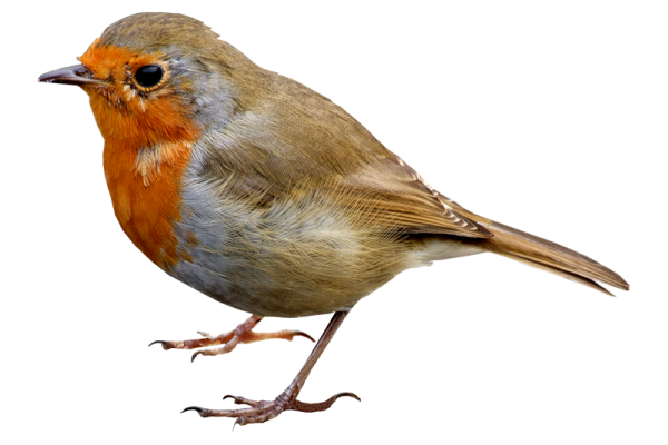 a close up of a bird on a white background