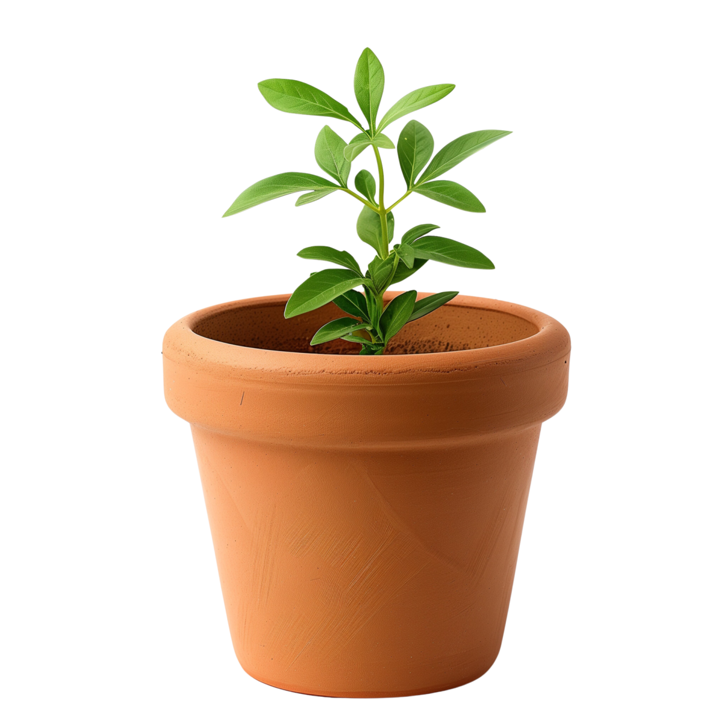 a small plant in a clay pot