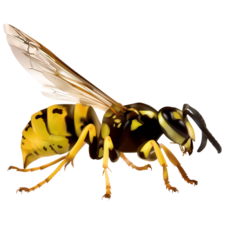 a close up of a yellow and black bee