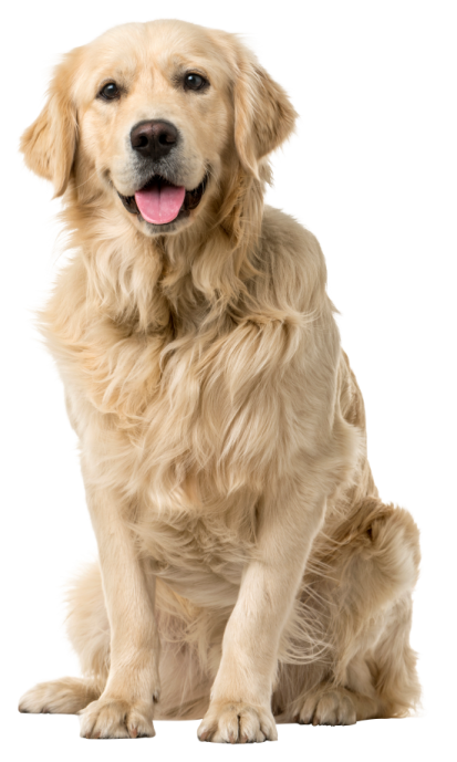 a dog sitting down with its tongue out