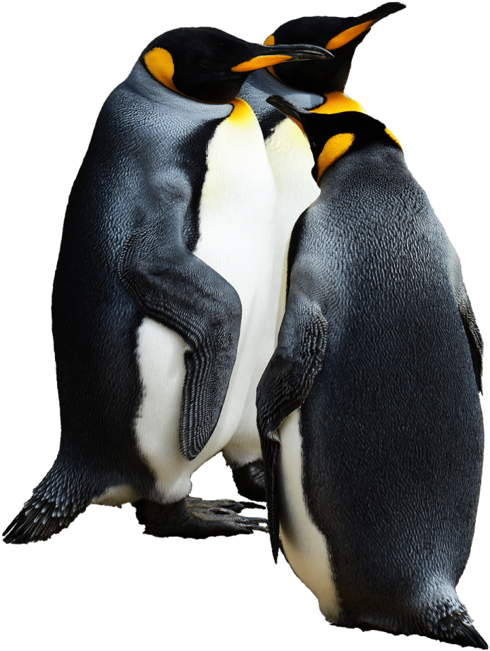 two penguins standing next to each other penguins