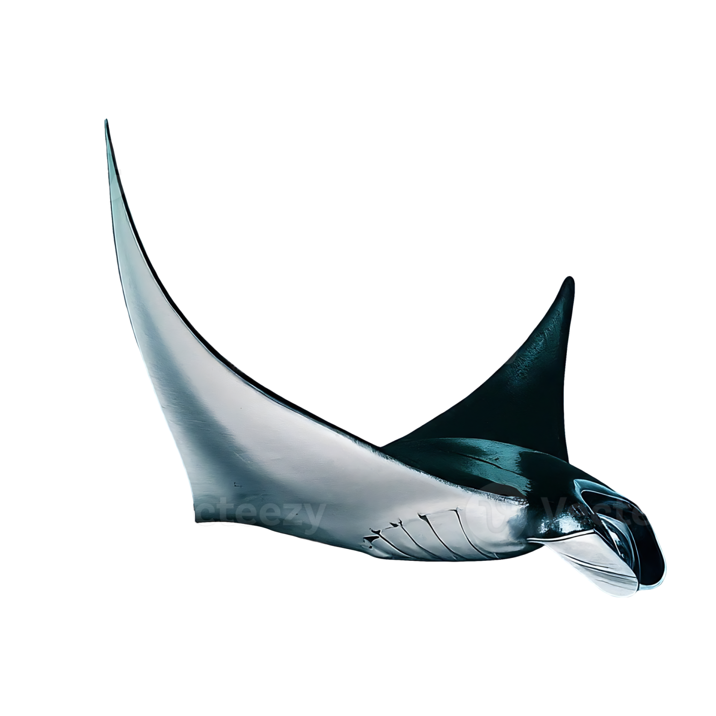 a black and white manta in the air