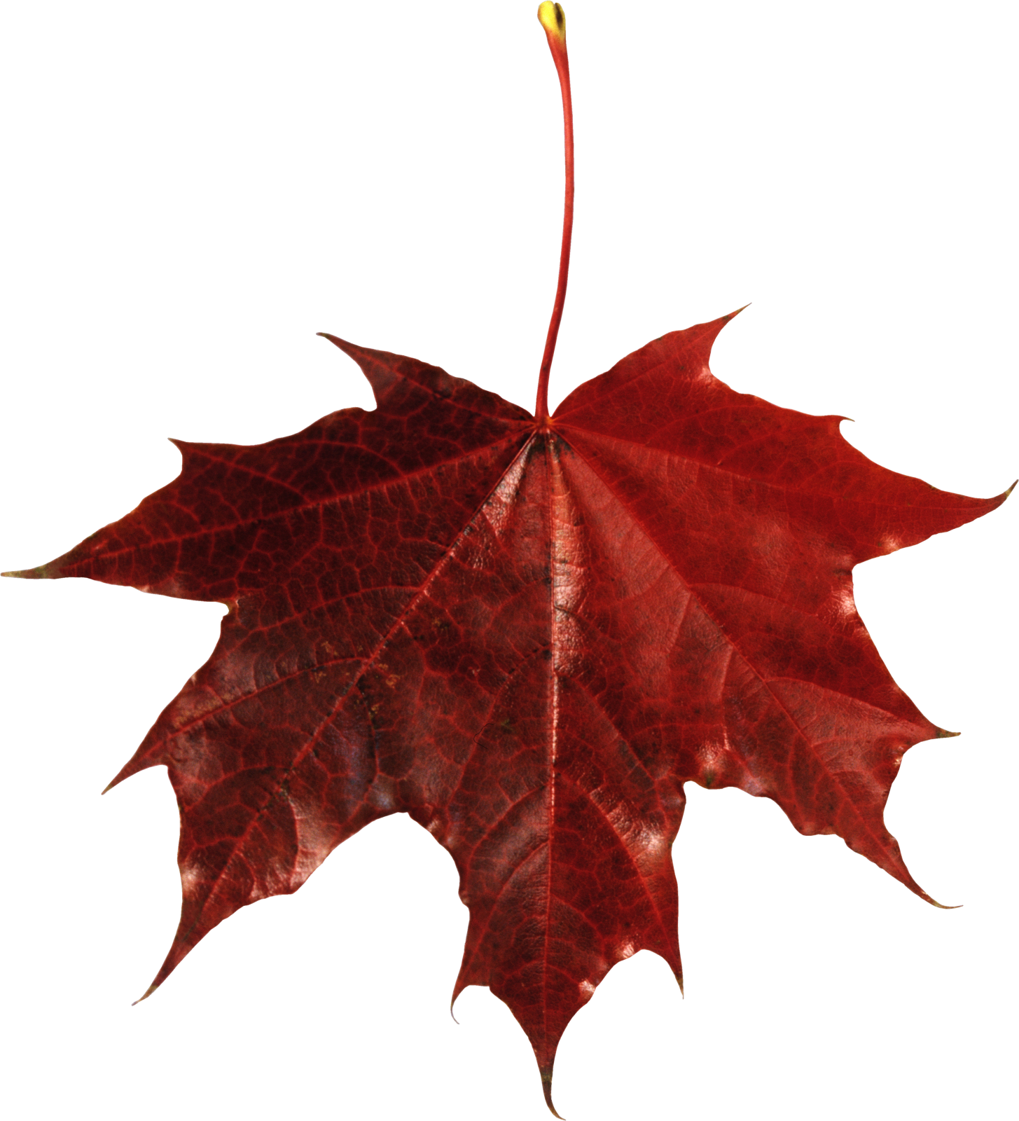 a red maple leaf on a white background