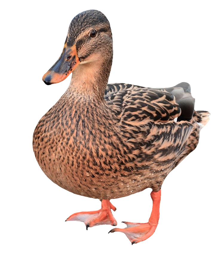 a duck standing on top of a white surface